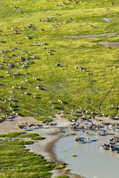 Machaba Web Blog Helicopter Experience Zebra Waterhole 04