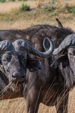 Machaba Safaris A Kiri Story Mike Myers Buffalo