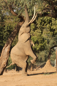 Boswell Elephant.jpg