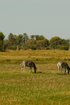 Botswana Okavango Delta Gomoti Plains Camp October Sightings 2020 Zebra