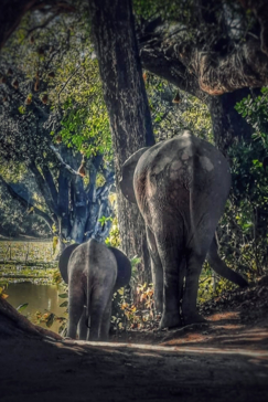 Zimbabwe Mana Pools Ingwe Pan Elephant Calve