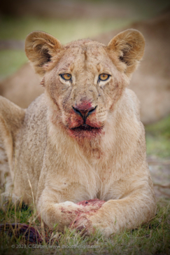 Machaba Safaris Gomoti Plains Wildlife Sightings Dominant Lioness
