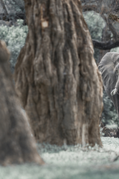 Our Safari Packages Mana Pools Safari Experience Machaba Safaris