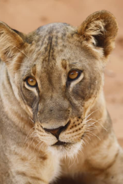 Willdife Sightings Mana River Camp Zimbabwe September 2024 Lioness