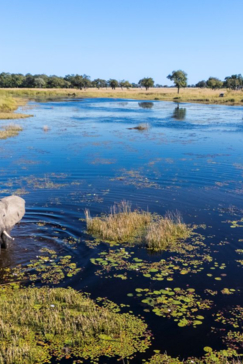 An elephant stands in shallow water of teh Okavango Delta