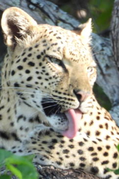 Machaba Kiri Camp Wildlife Sightings May 2026 Leopard Licking Herself