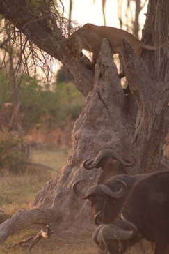 Machaba Botswana Okavango Delta Gomoti Plains Camp Lion Buffalos 2 Sightings October 2017