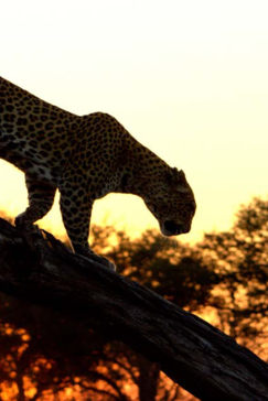 Machaba Botswana Okavango Delta Gomoti Plains Camp Leopard Sightings August 2017 Machaba Botswana Okavango Delta Gomoti Plains Camp Leopard Sightings August 2017