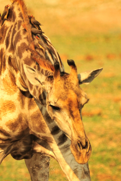 Zimbabwe Hwange National Park Deteema Giraffe Zimbabwe Hwange National Park Deteema Giraffe