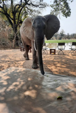 Machab Safaris Ingwe Pan Camp Elephant