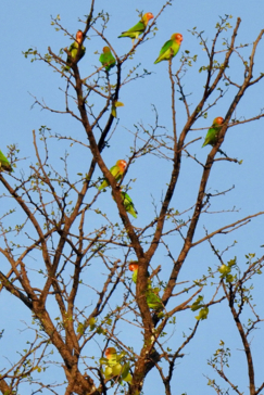 Zimbabwe Mana Pools Ingwe Pan Birds