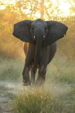 Machaba Botswana Okavango Delta Machaba Elephant Sightings May 2017 Machaba Botswana Okavango Delta Machaba Elephant Sightings May 2017