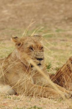 Zimbabwe Mana Pools Ingwe Pan August 2020 Lioness Zimbabwe Mana Pools Ingwe Pan August 2020 Lioness