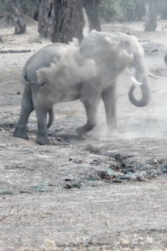 Mana River Camp Elephant Bathing
