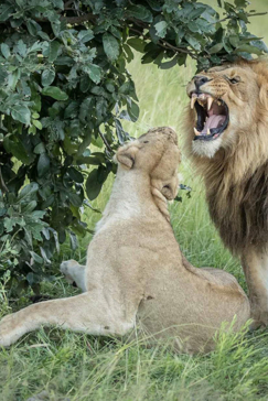 Machaba Botswana Okavango Delta Machaba Safaris Lions Sightings February 2017