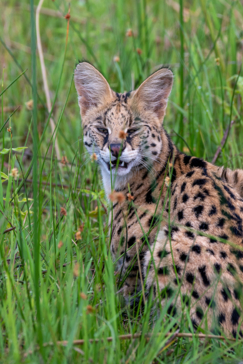 Machaba Safaris December Mail Unforgettable Wildlife Sightings Serval
