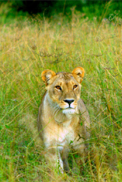 Machaba Botswana Okavango Delta Machaba Lion Sightings March 2017 Machaba Botswana Okavango Delta Machaba Lion Sightings March 2017