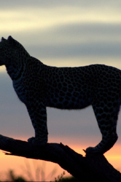Machaba Camp Botswana Okavango Delta Little Machaba Camp Leopard Sightings February 2018 Machaba Camp Botswana Okavango Delta Little Machaba Camp Leopard Sightings February 2018