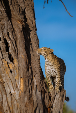 Machaba Botswana Okavango Delta Little Machaba Camp 2 Leopard Sightings April 2019 Machaba Botswana Okavango Delta Little Machaba Camp 2 Leopard Sightings April 2019