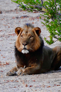 Zimbabwe Mana Pools Ingwe Pan August 2020 Lion Zimbabwe Mana Pools Ingwe Pan August 2020 Lion