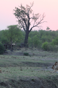 Zimbabwe Hwange National Park Deteema Lions At Camp Zimbabwe Hwange National Park Deteema Lions At Camp
