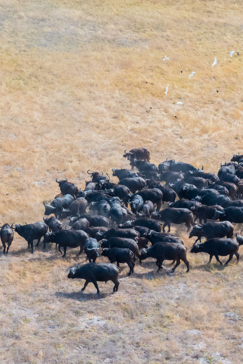 Botswana Okavango Delta Gomoti Camp Sightings May 2021 Buffalo