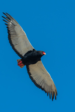 Mike Myers Monachira  June 2024 16