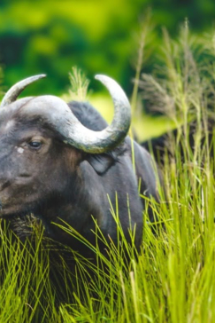 Machaba Chobe National Park Buffalo Feeds On Grass Machaba Chobe National Park Buffalo Feeds On Grass