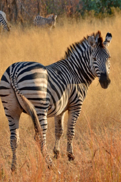 Machaba Chobe National Park Zebra Sighting In Dry Season Machaba Chobe National Park Zebra Sighting In Dry Season