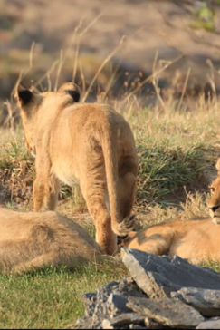 Zimbabwe Hwange National Park Deteema Springs Camp Wildlife Sightings November 2020 Lion Cubs Four Pride