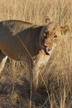 Machaba Camp   Botswana   Kiri Camp   Wildlife Stories   July 2022   Gallery   Lion 7
