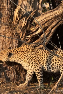 Botswana Okavango Delta Machaba Camp Leopard Hunt