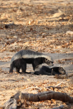 Botswana Chobe Ngoma Sightings Report September 2024 Honey Badger Pair