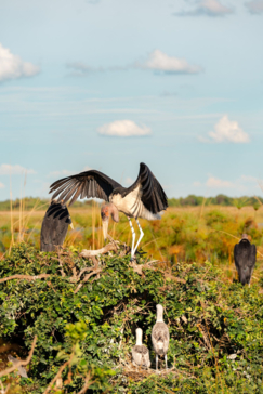 A marabou stork spreads its wings at a roost site in the Okavango Delta
