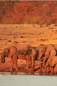 Machaba Zimbabwe Hwange Deteema Camp Elephants Sightings August 2019 Machaba Zimbabwe Hwange Deteema Camp Elephants Sightings August 2019