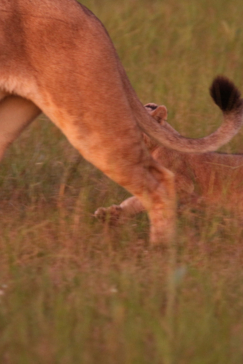 Machaba Botswana Okavango Delta Gomoti Plains Camp Lion And Cubs 8 Sightings March 2018 6 Machaba Botswana Okavango Delta Gomoti Plains Camp Lion And Cubs 8 Sightings March 2018 6