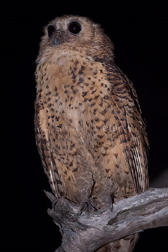 Machaba Camp Botswana Okavango Delta Little Machaba Camp Owl Sightings April 2018