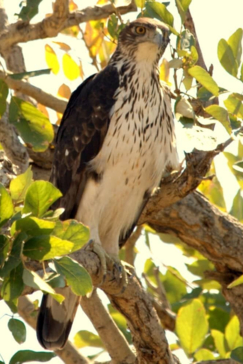 Machaba Zimbabwe Hwange Deteema August Sightings 2020 Bird Image Machaba Zimbabwe Hwange Deteema August Sightings 2020 Bird Image