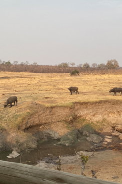 Zimbabwe Hwange Deteema Springs Wildlife Sightings September 2020 Buffalo Camp Zimbabwe Hwange Deteema Springs Wildlife Sightings September 2020 Buffalo Camp