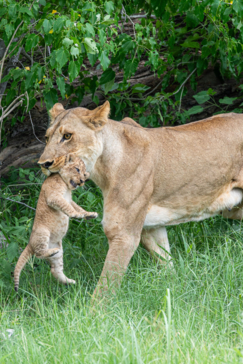 Machaba Safaris A Kiri Story Mike Myers Lioness With Cub In Mouth