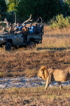 Guests spot a male lion while on game drive in the Okavango Delta.