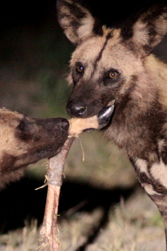 Machaba Botswana Okavango Delta Gomoti Plains Wild Dogs Sightings May 2018