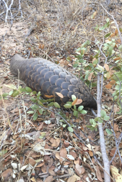 Machaba Zimbabwe Hwange Verneys Camp Pangolin Sightings August 2019