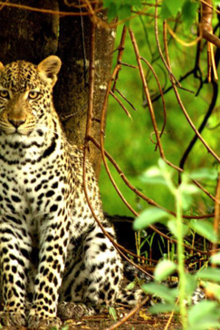 Machaba Botswana Okavango Delta Machaba Camp Leopard 3 Sightings January 2018 Machaba Botswana Okavango Delta Machaba Camp Leopard 3 Sightings January 2018