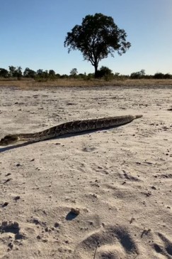 On Safari Nala Episode 12 Puff Adder Gallery