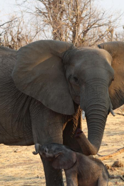 Machaba Safaris Deteema Springs Baby Elephant