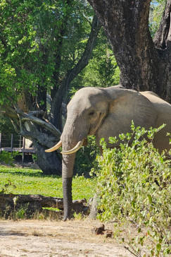 Ingwe Pan April Stories Elephant Passing Camp