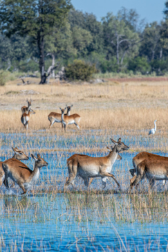 Mike Myers Monachira  June 2024 21