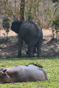 Machaba Ingwe Pan Review Hippos Machaba Ingwe Pan Review Hippos