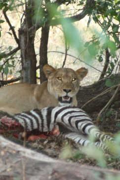 Machaba Chobe National Park Lion With Zebra Kill Machaba Chobe National Park Lion With Zebra Kill